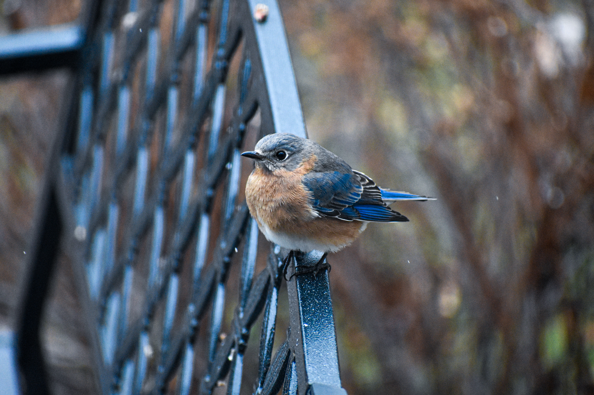 Exploring Birds How to attract Eastern Bluebird